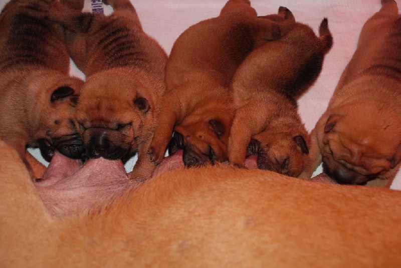 chiot Shar Pei of the Tribe of Red Skin